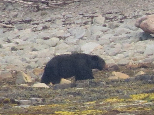 There's a reason they call it Bruin Bay