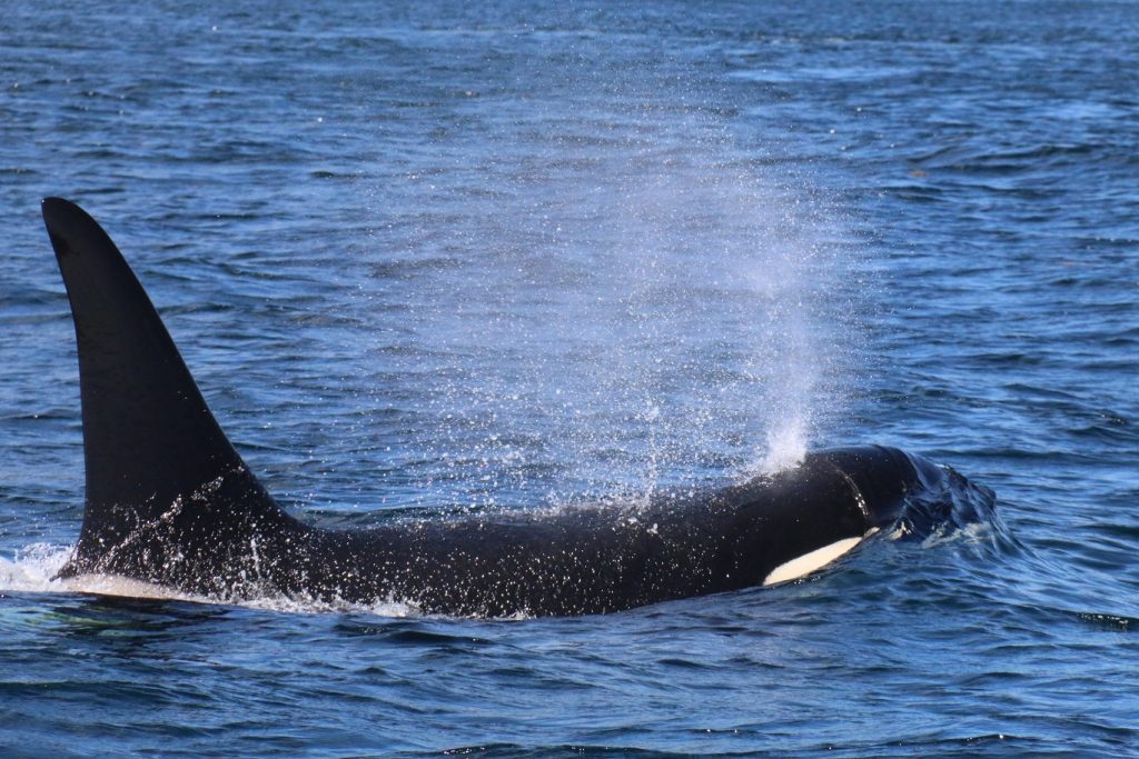 <em>* Orca passing through. </em>