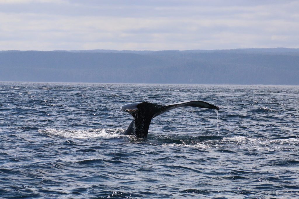 <em>* Whale tail of a good time to be had out on the water. </em>
