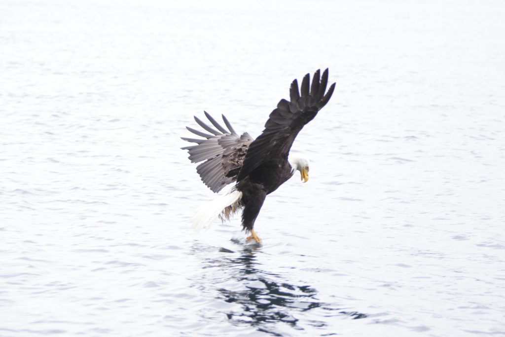 <em> Bald eagle getting in on the action and grabbing himself a quick meal. </em>