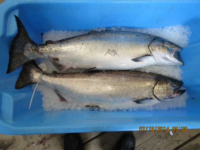 * Couple mid twenties on ice ready for processing. 