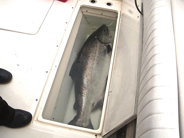 * Steve Tennant with the 52 pounder reviving in the live well. 