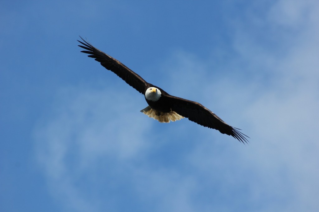 * Eagle soaring overheard on a sunny afternoon. 