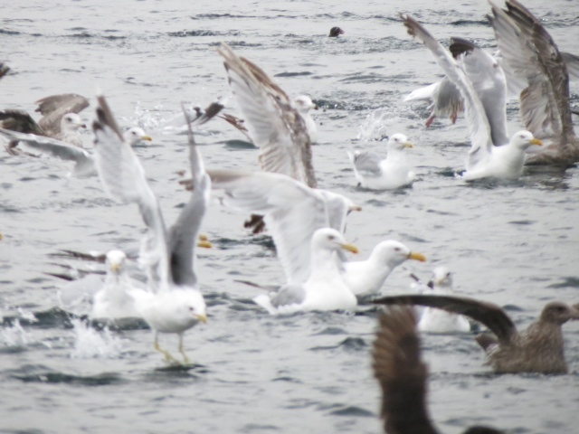 * Herring ball feeding frenzy. 