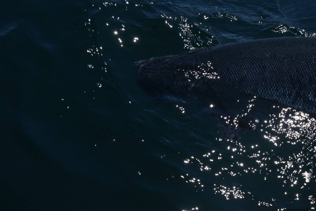 Thanks for coming out big guy!