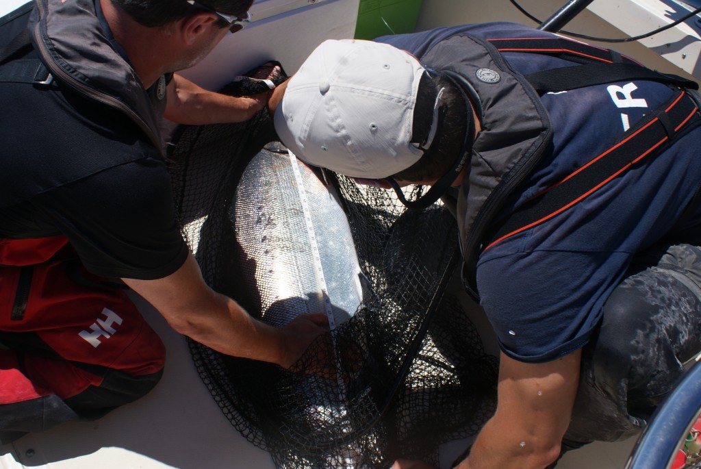 Appears to be rather long! 44 inches to be exact.