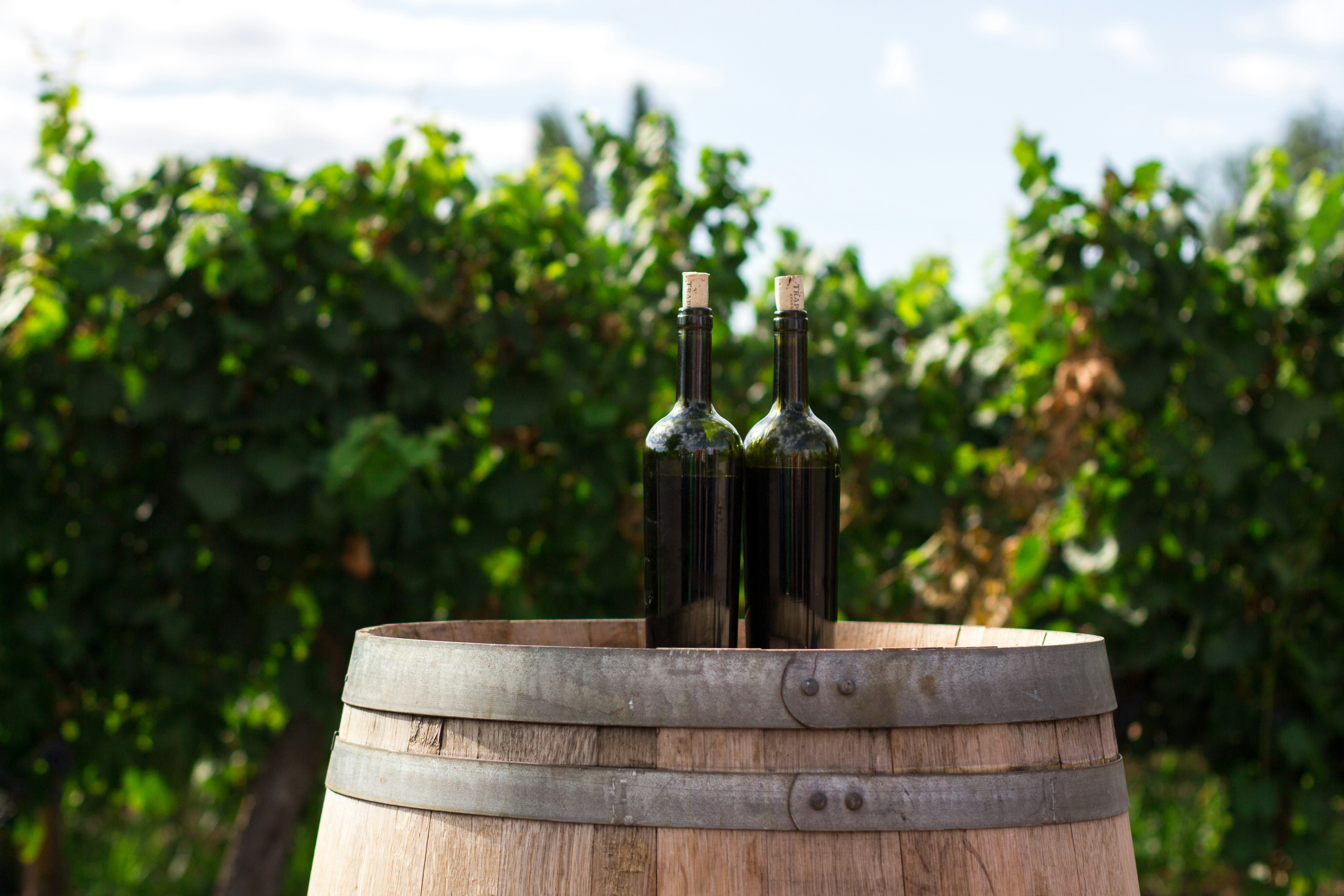 Por que a melhor safra de vinho ensina mais sobre venture capital do que qualquer planilha