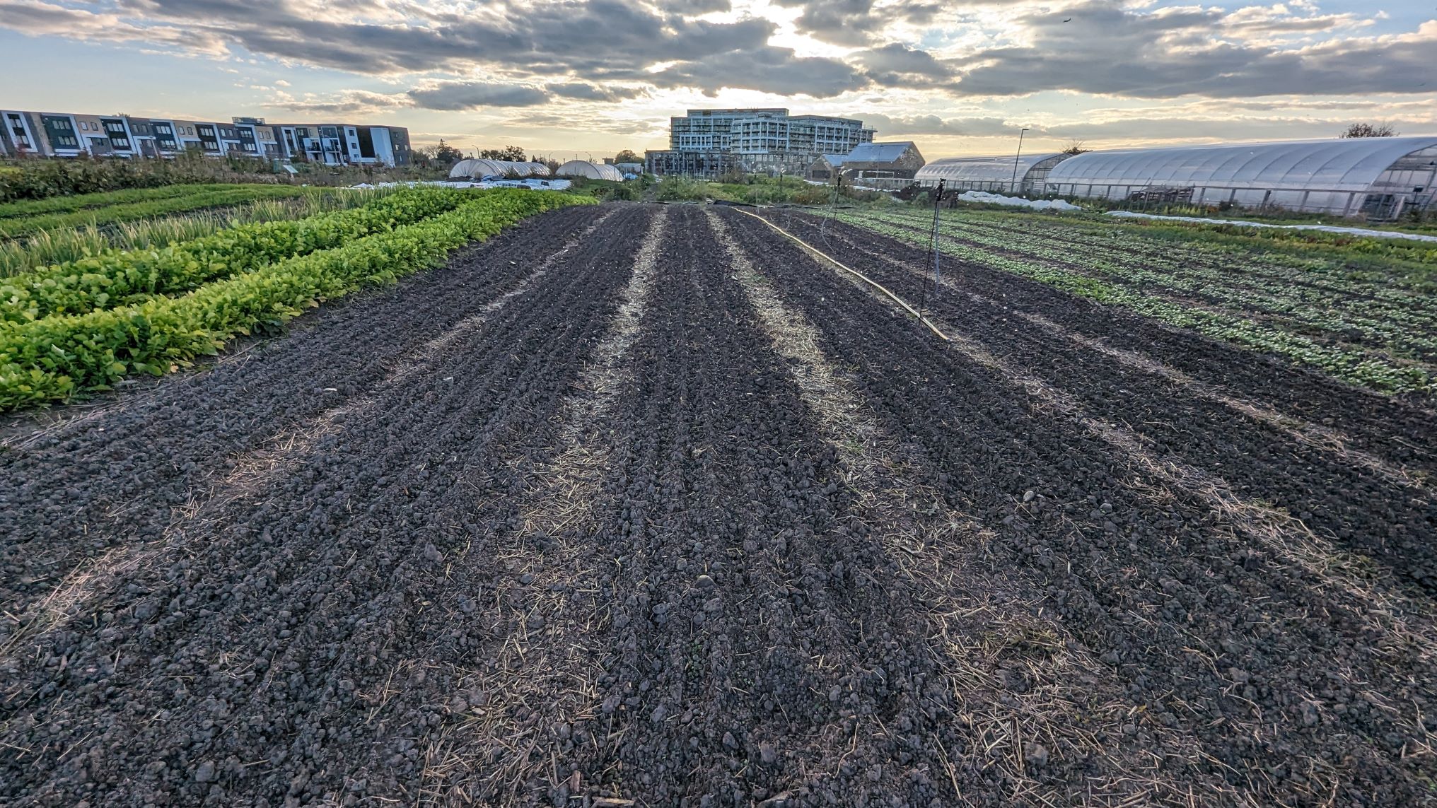 Zawadi Farm at Downsview Park Toronto
