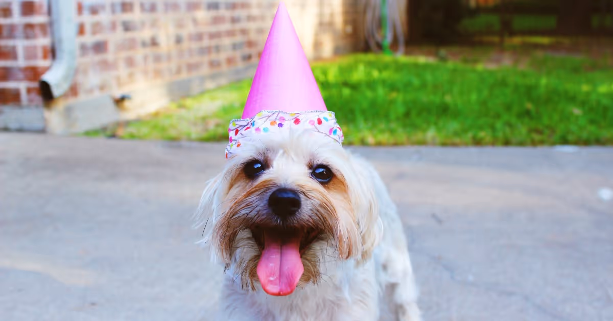 Sweet Fish's Birthday & the Evolution of Content-Based Networking