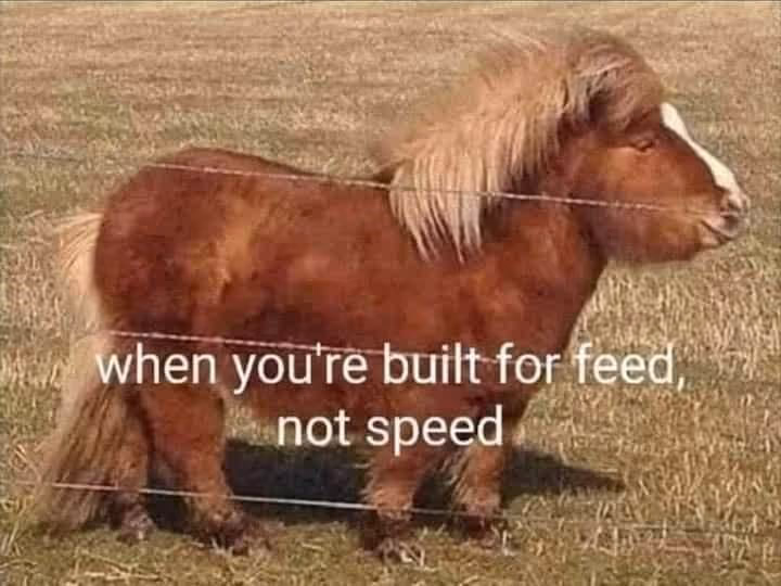 mini-horse-meme