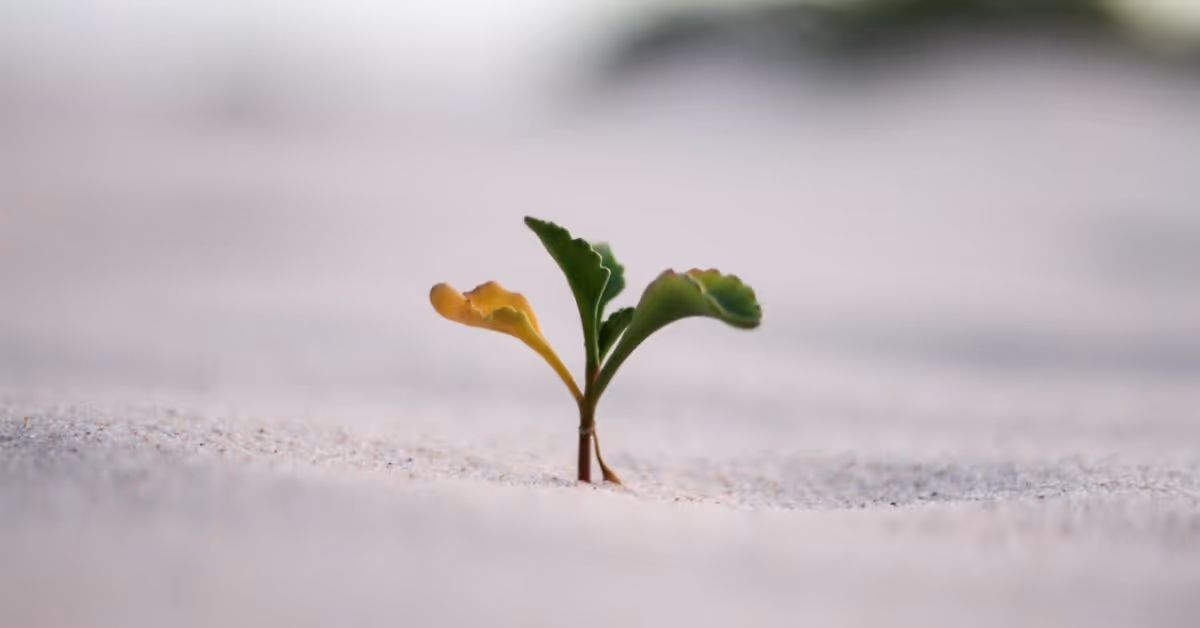 Content Marketing Strategies That Lead to Instant Growth