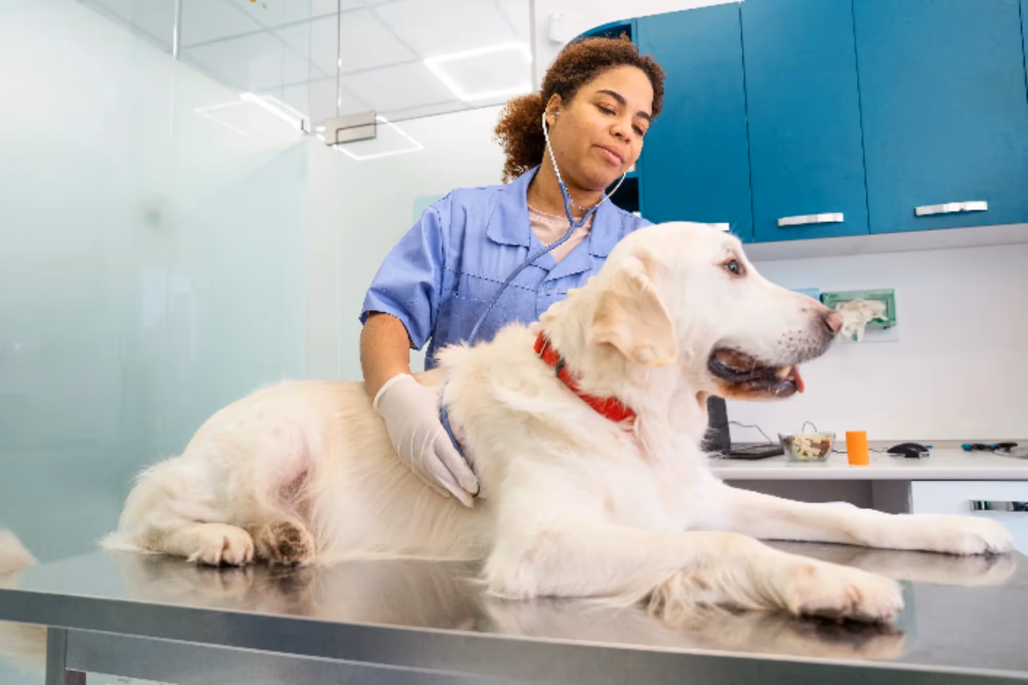 cane studio veterinario