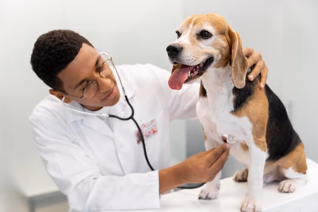 visita al cane