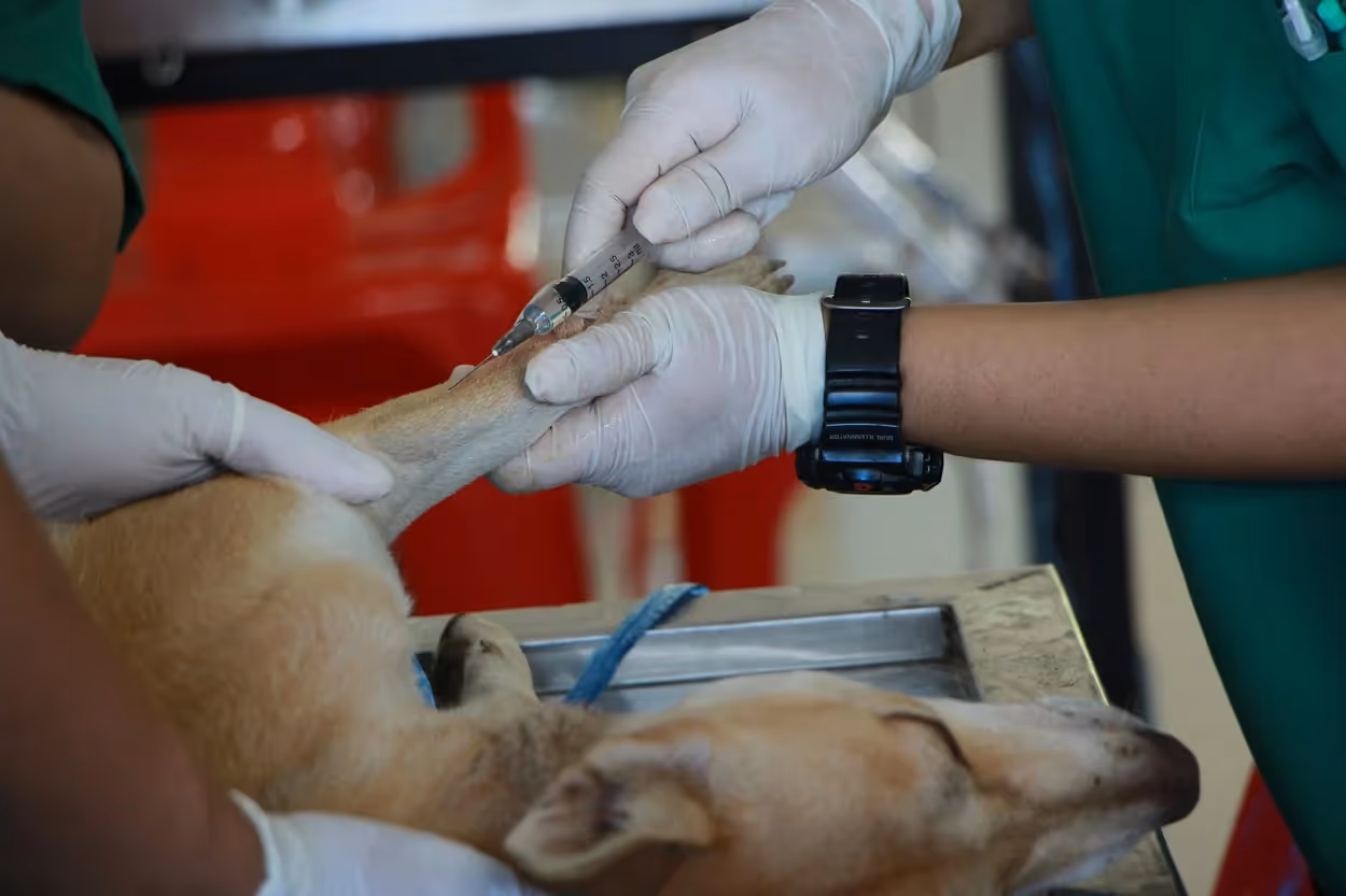 esami veterinari