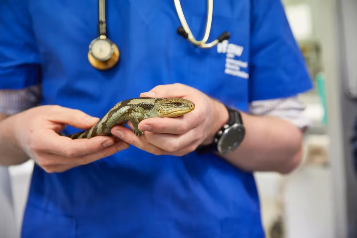 veterinario con rettile