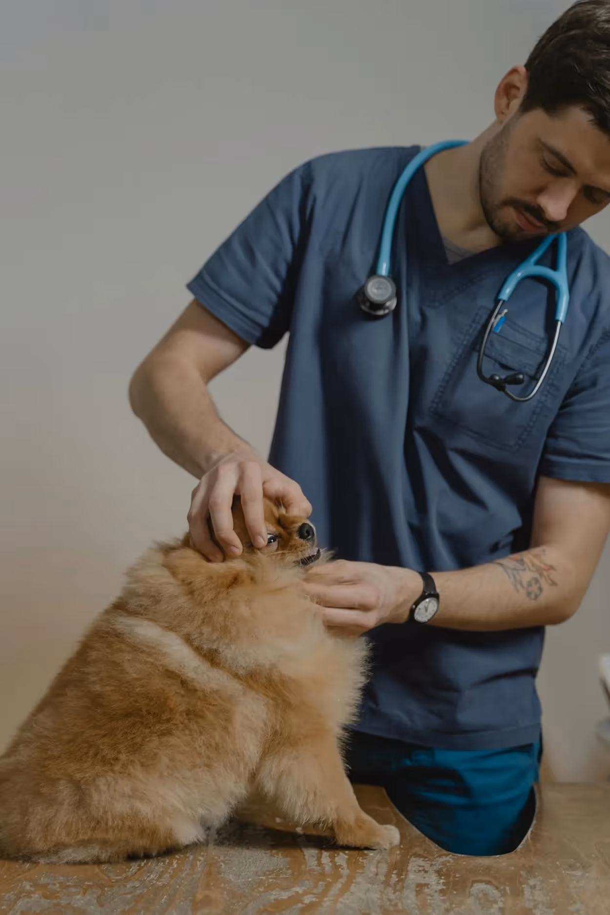 corso oncologia veterinaria