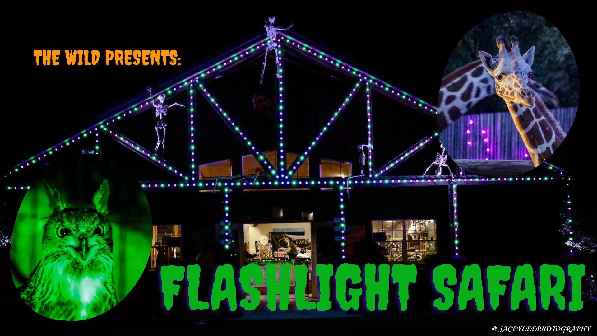 Flashlight Safari