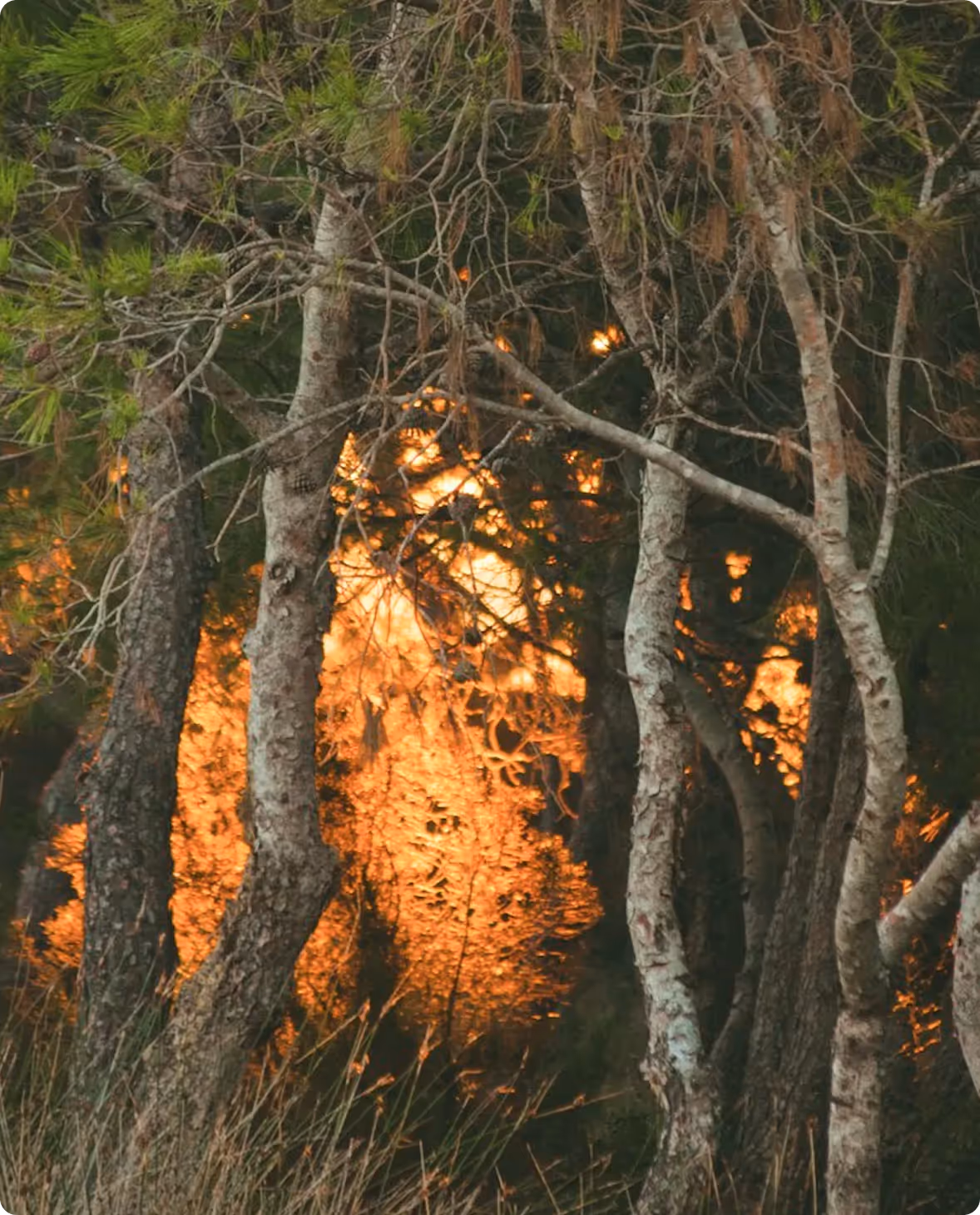 Wildfire flames burning trees in California
