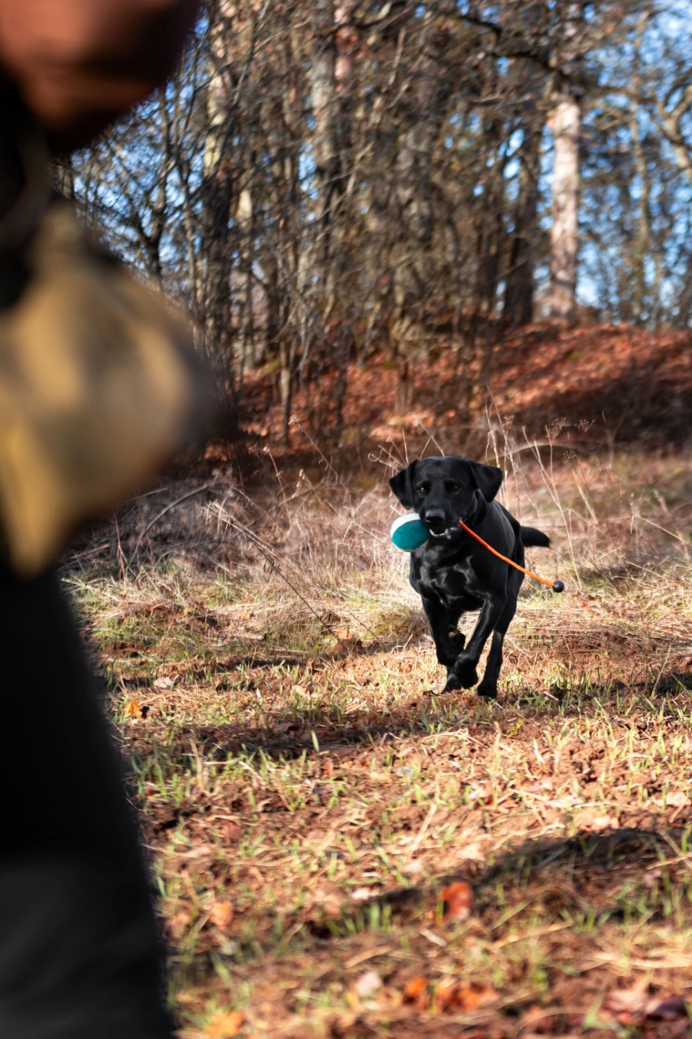 Hund und Honig, ein schwarzer Hund, der ein Spielzeug im Maul trägt und auf einem Baumstamm im Wald läuft