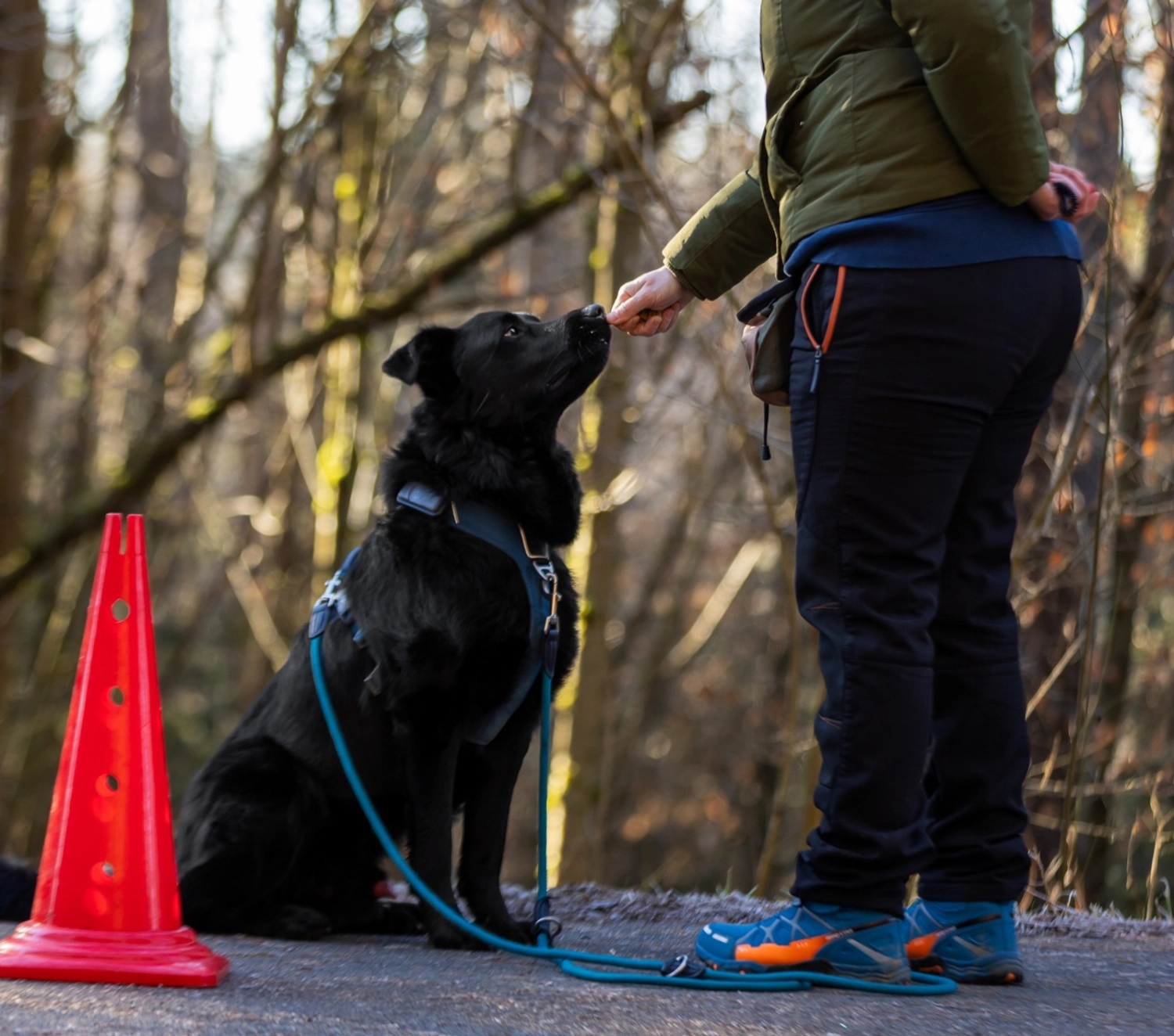 Hund mit Leine angebunden