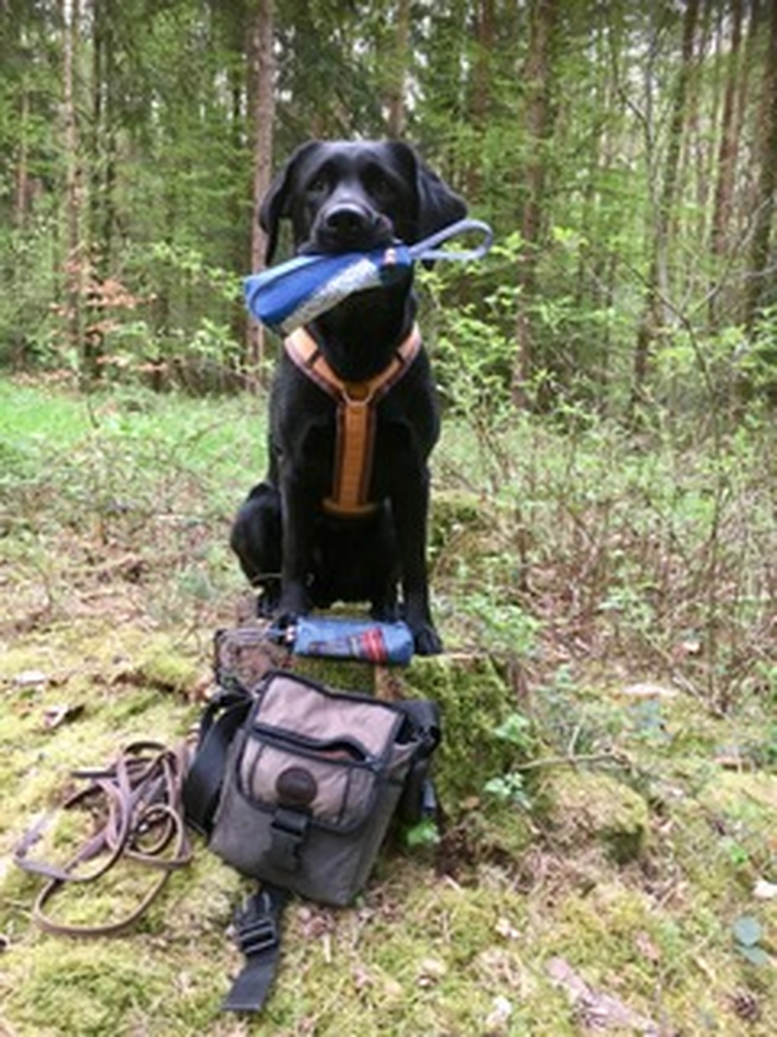 Hund und Honig, ein schwarzer Hund, der ein Spielzeug im Maul trägt und auf einem Baumstamm im Wald läuft