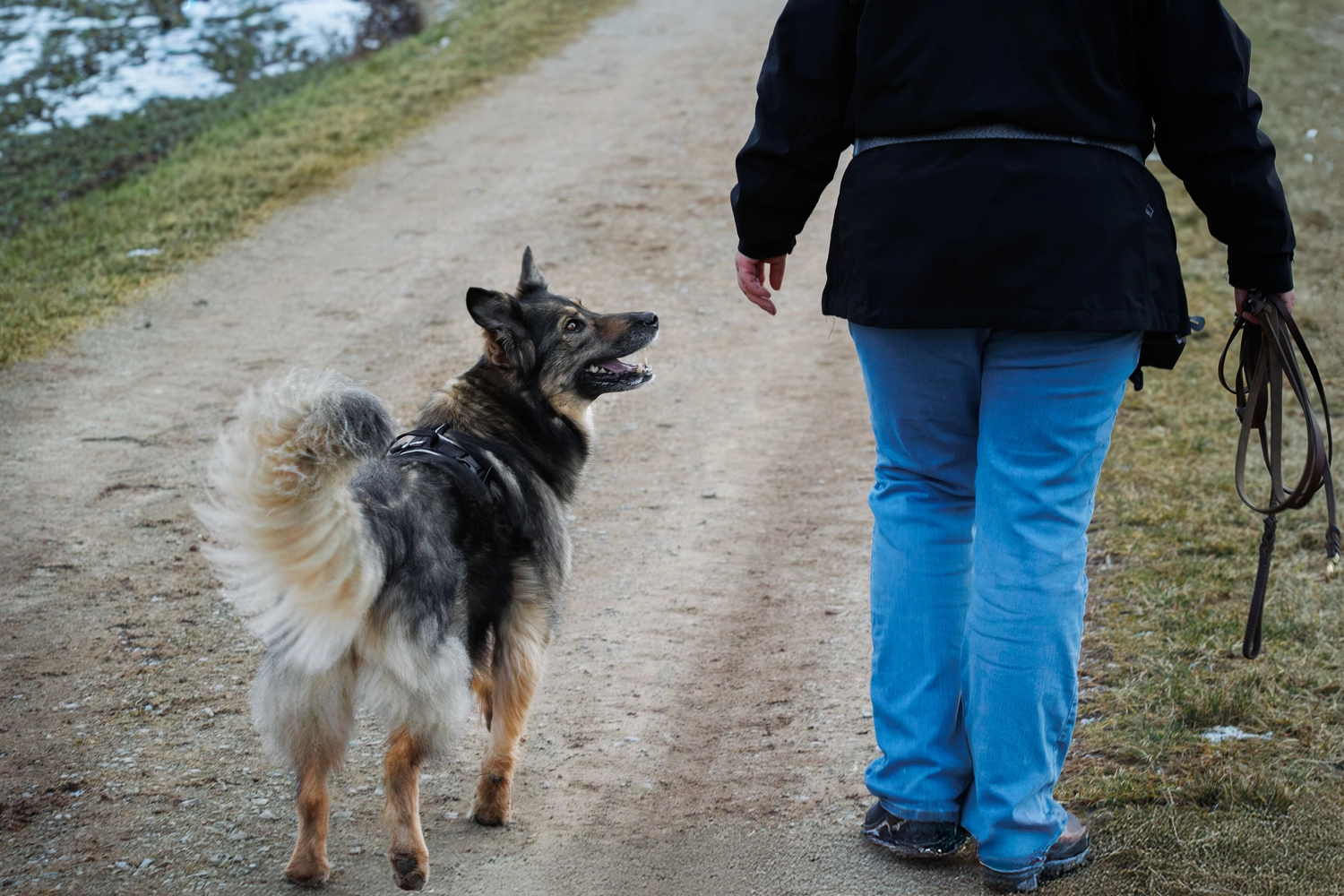 Hund und Honig, ein schwarzer Hund, der ein Spielzeug im Maul trägt und auf einem Baumstamm im Wald läuft