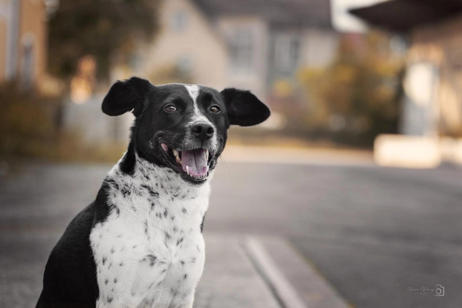 Hund und Honig, ein schwarzer Hund, der ein Spielzeug im Maul trägt und auf einem Baumstamm im Wald läuft