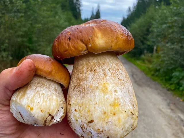 Говерла 