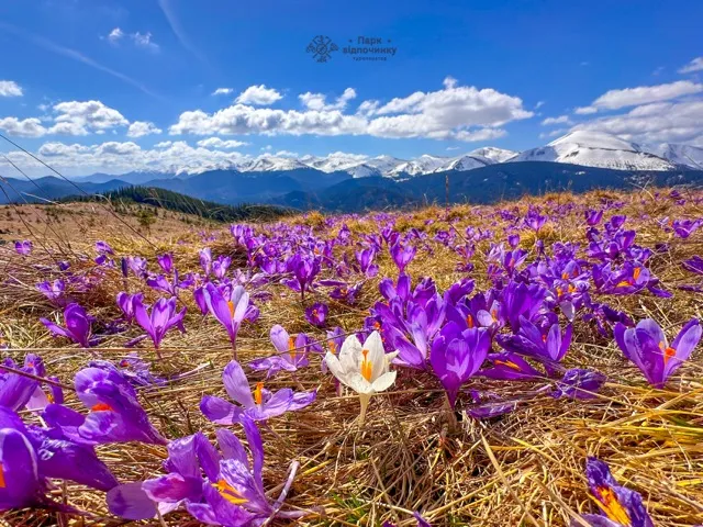 полонина Кукул крокуси