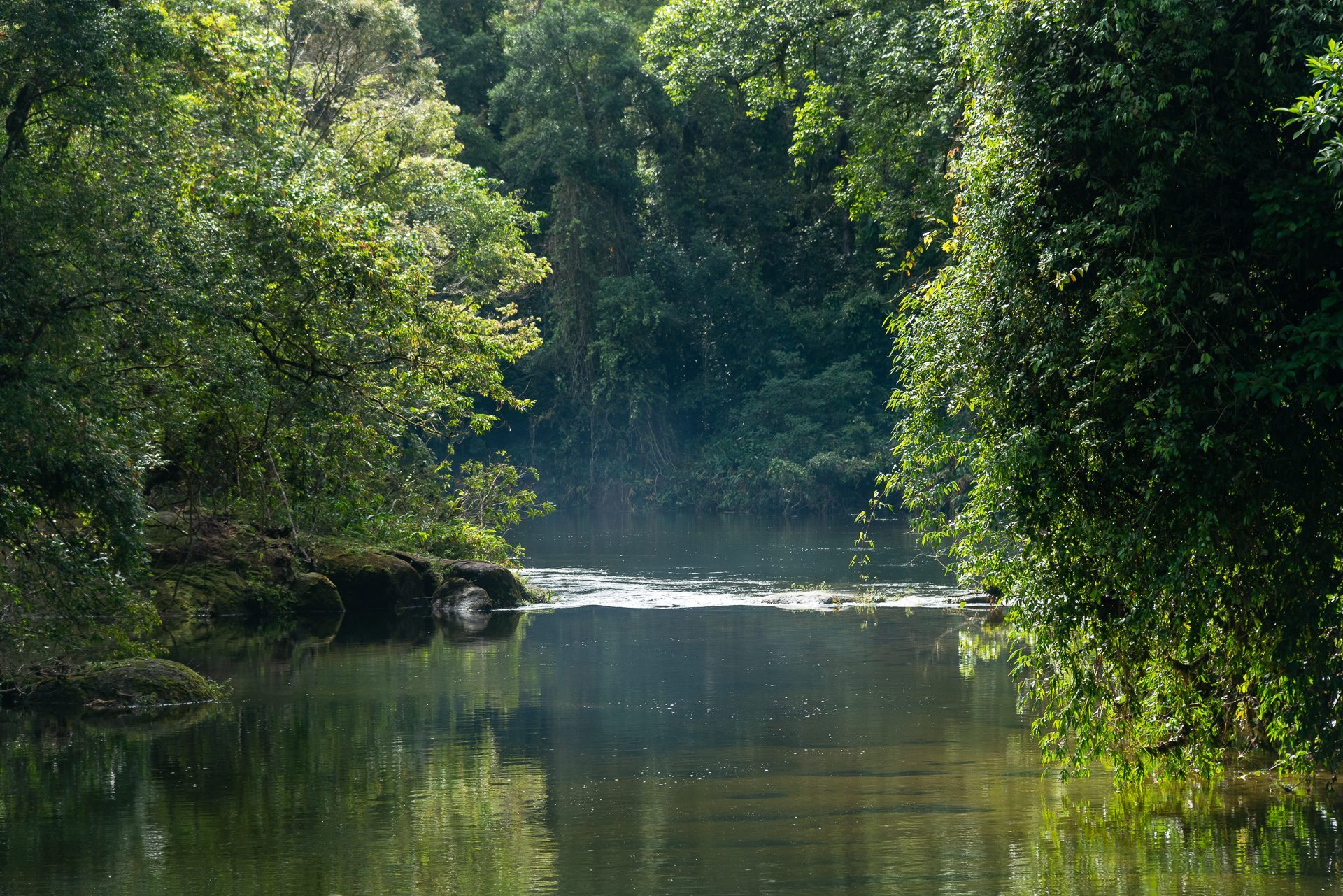 Suzano lança Estratégia de Natureza e reforça importância do tema no modelo de negócio