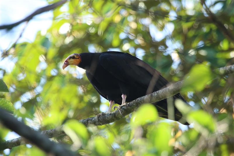 No Dia de Proteção às Florestas, a Suzano reforça compromisso ambiental na Amazônia com corredores ecológicos e monitoramento da biodiversidade