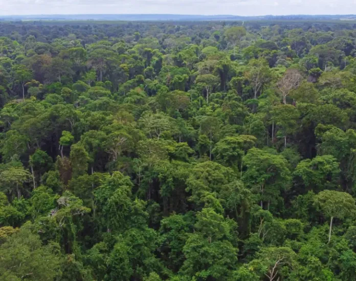 Suzano cria a maior Reserva Particular do Patrimônio Natural do Maranhão