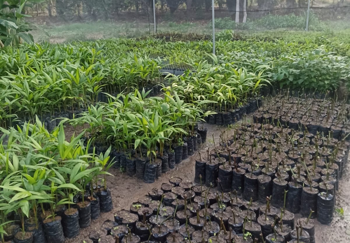 Dia da Amazônia: Suzano reforça seu compromisso com o desenvolvimento sustentável do bioma