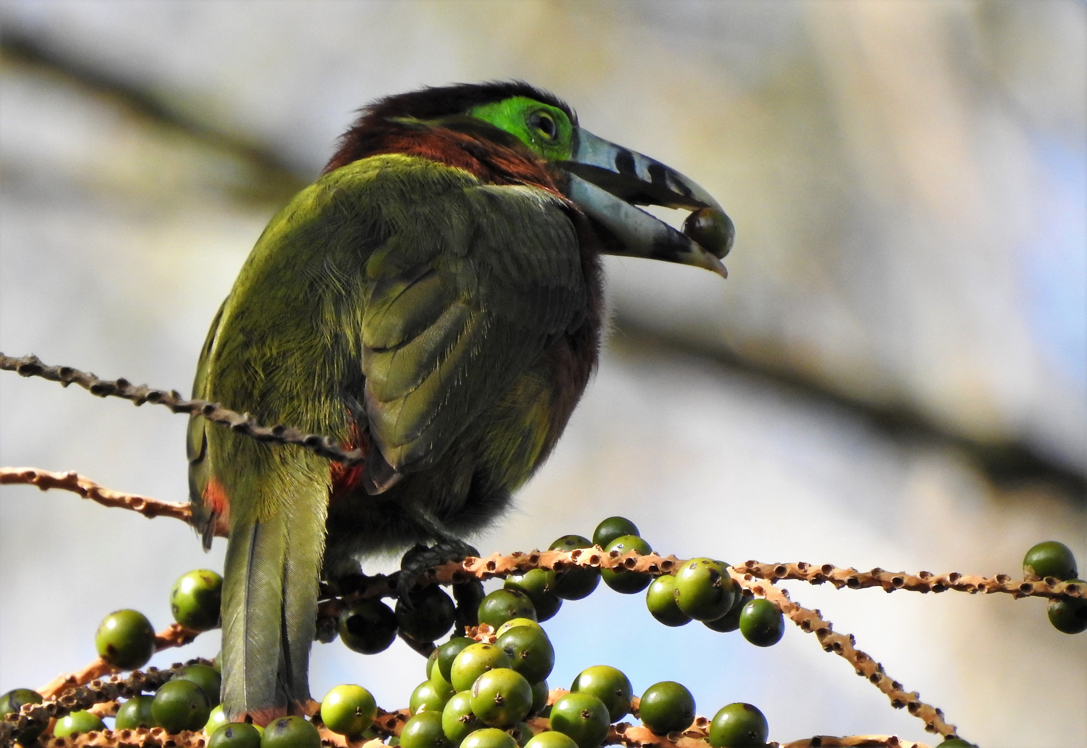 Suzano will restore 24,000 ha of Cerrado, Atlantic Forest and Amazon