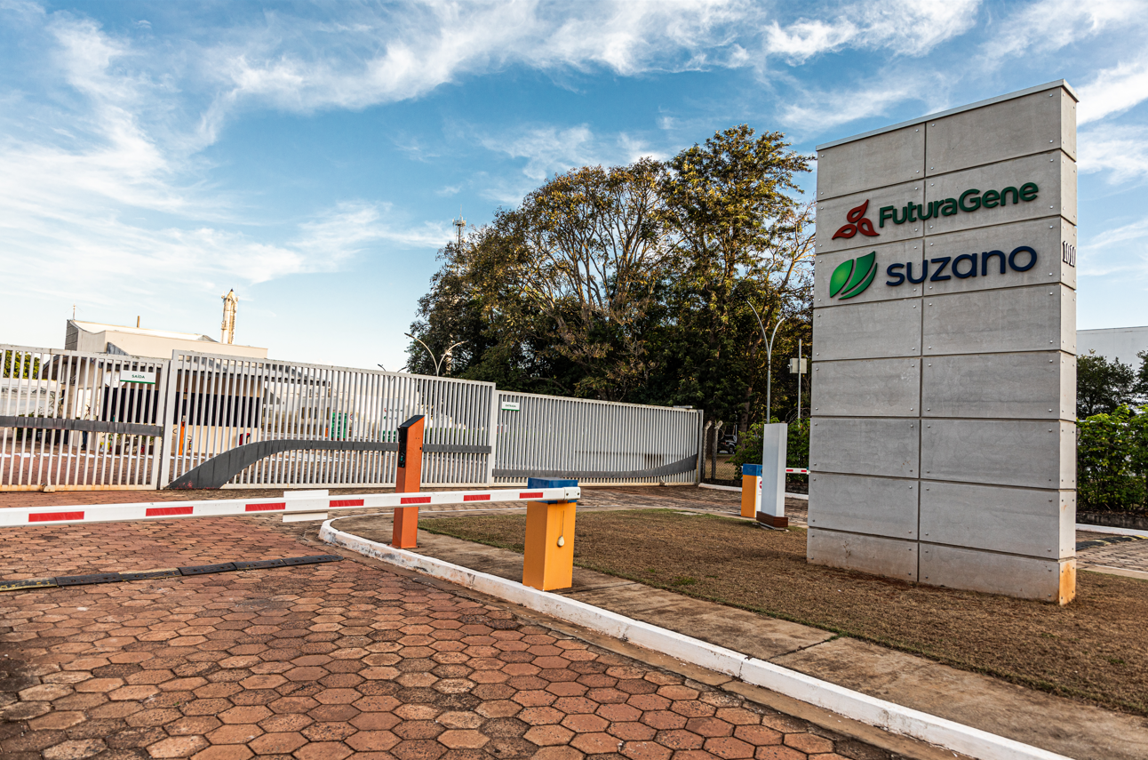 FuturaGene obtém aprovação regulatória inédita no mundo para eucalipto geneticamente editado