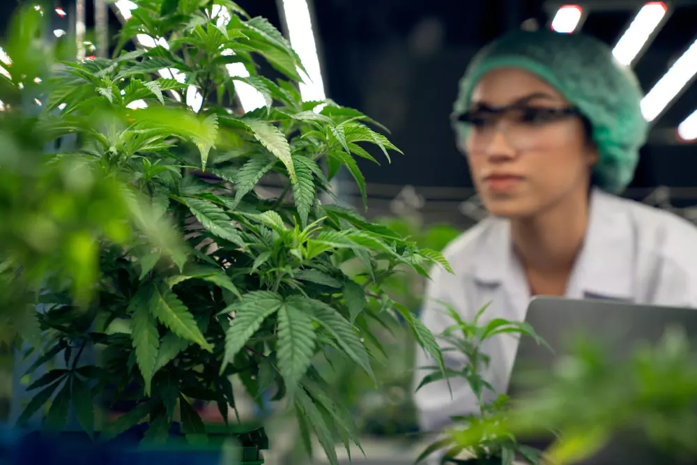 9 Most in-demand jobs in the cannabis industry (U.S. edition)