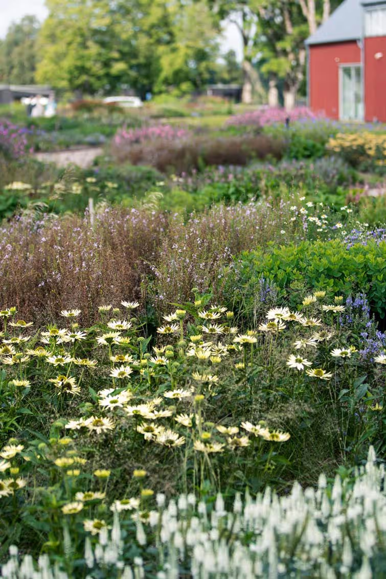 Bilden visar blommor.
