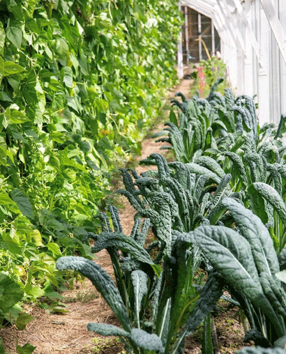 Bilden visar biodynamisk odling 