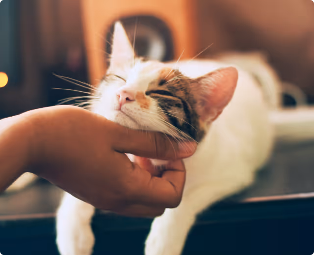 Gato siendo acariciado como complemento a la atención veterinaria presencial