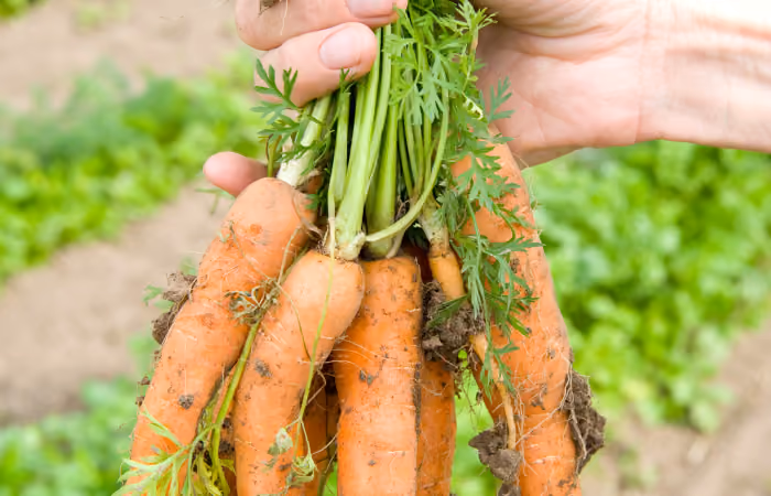 close up image of a person holding a carrot