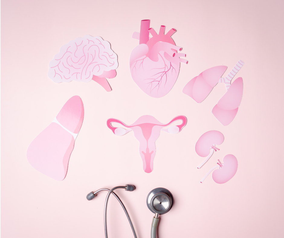 The Impact of Muscle Mass on Hormones in Women 