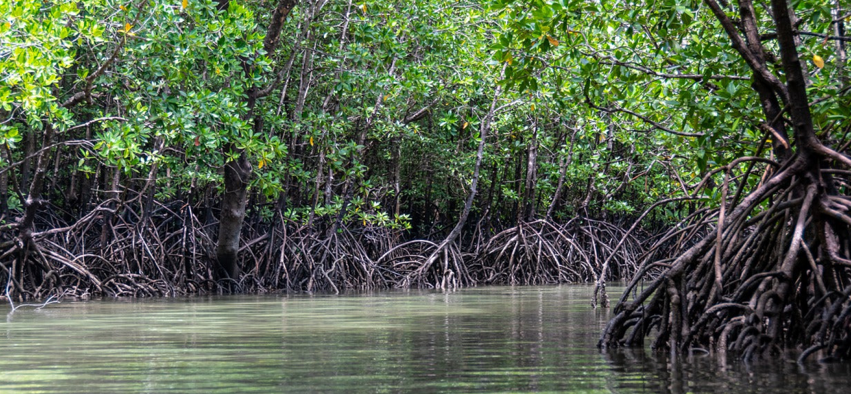 Dense mangrove forest with exposed roots along a calm waterway on Colombia's Pacific coast