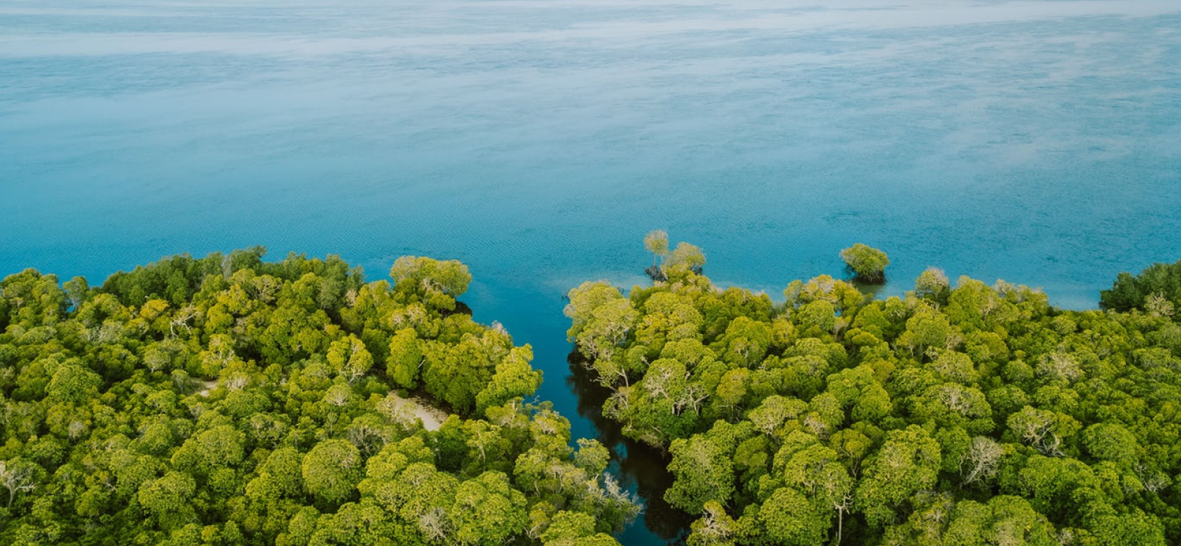Aerial view of green mangrove canopy meeting turquoise water at Mida Creek, Kenya