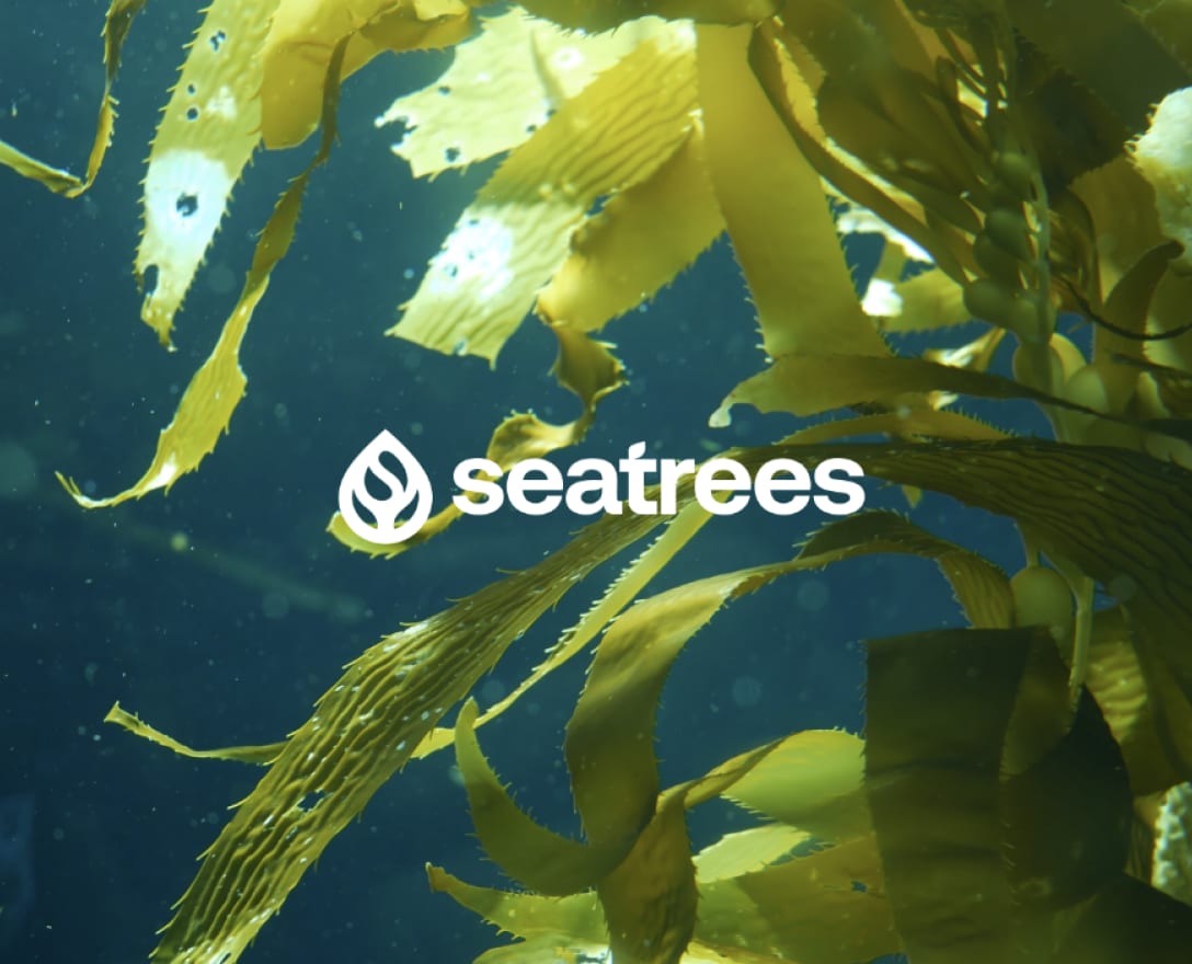 SeaTrees kelp and coastal blue carbon restoration