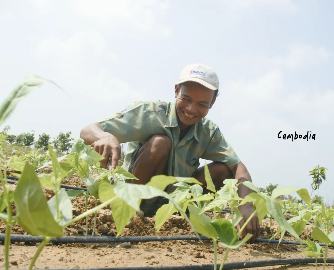 Farmer tending young seedlings in Cambodia