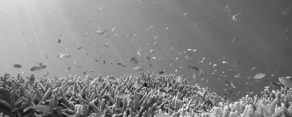 Fish swimming over a coral reef, black and white