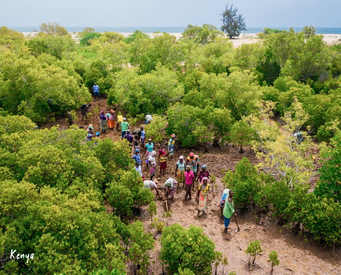 Community members planting mangroves among young trees in Kenya