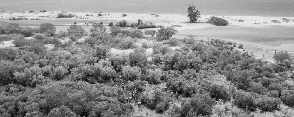 Aerial view of mangrove forest meeting the coastline, black and white