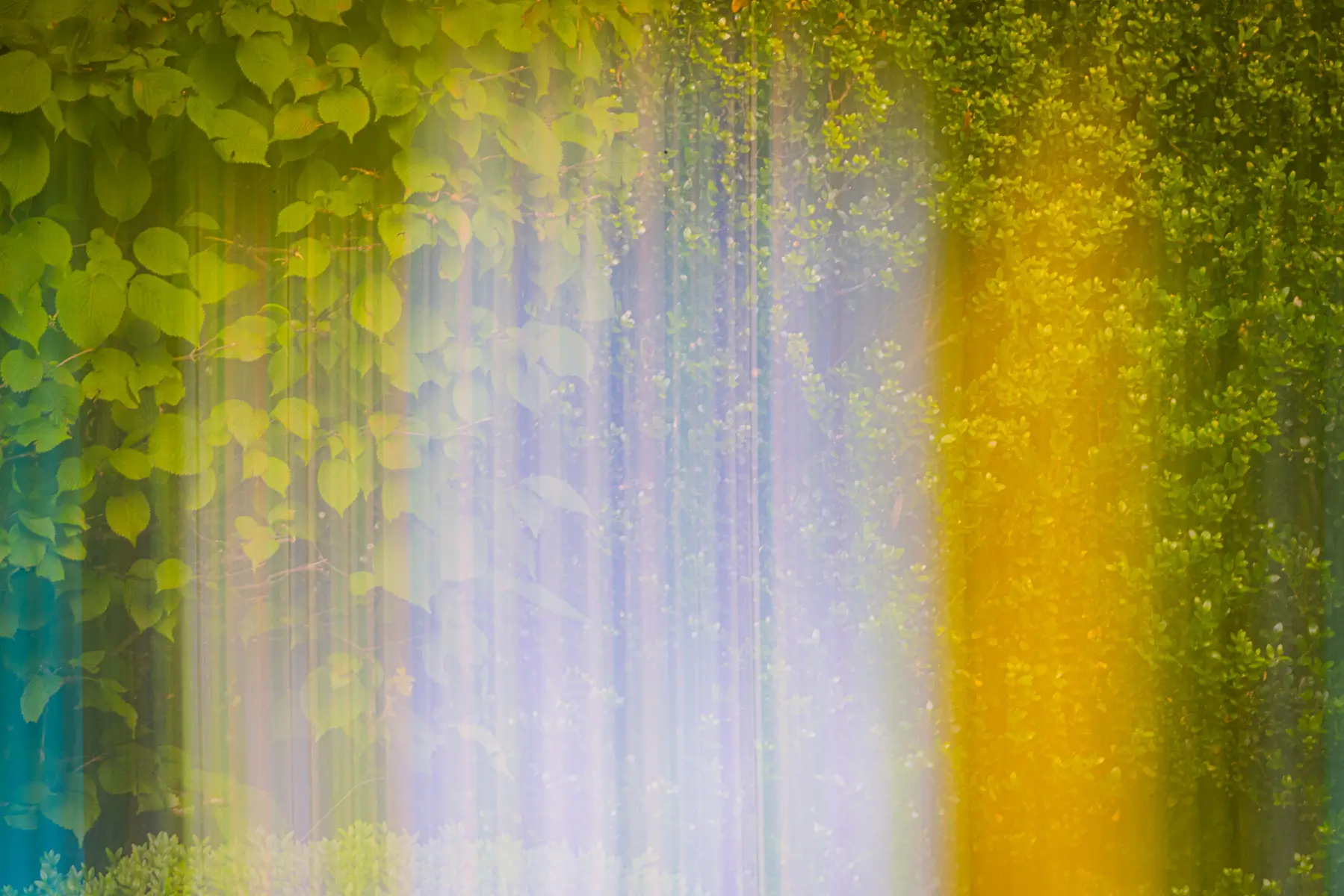 intentional camera movement to blur trees