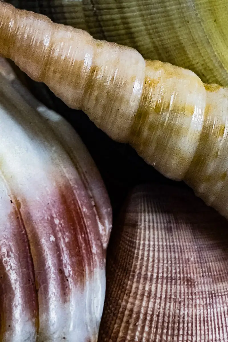 close up of different shapes and colored shells